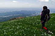 58 Spettacolo di narcisi